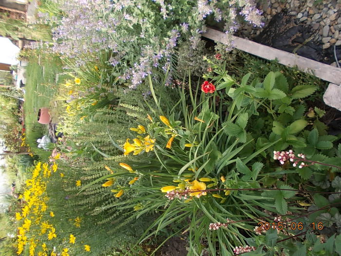 Picture 970 - 2015 in gradina mea