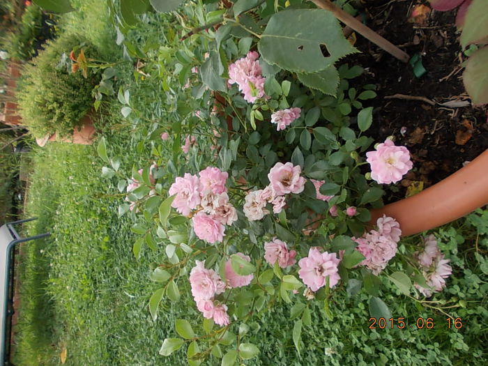 Picture 971 - 2015 in gradina mea