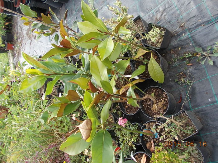 Picture 972 - 2015 in gradina mea