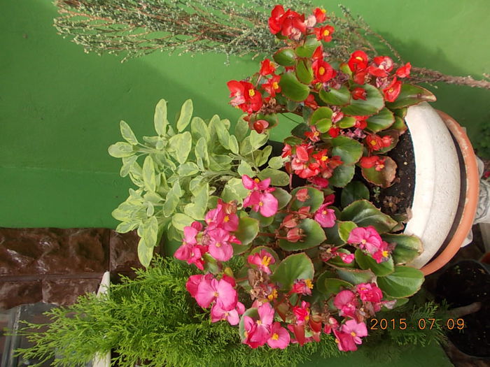 Picture 994 - 2015 in gradina mea