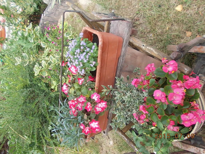 Picture 995 - 2015 in gradina mea