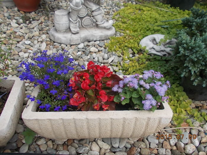 Picture 996 - 2015 in gradina mea