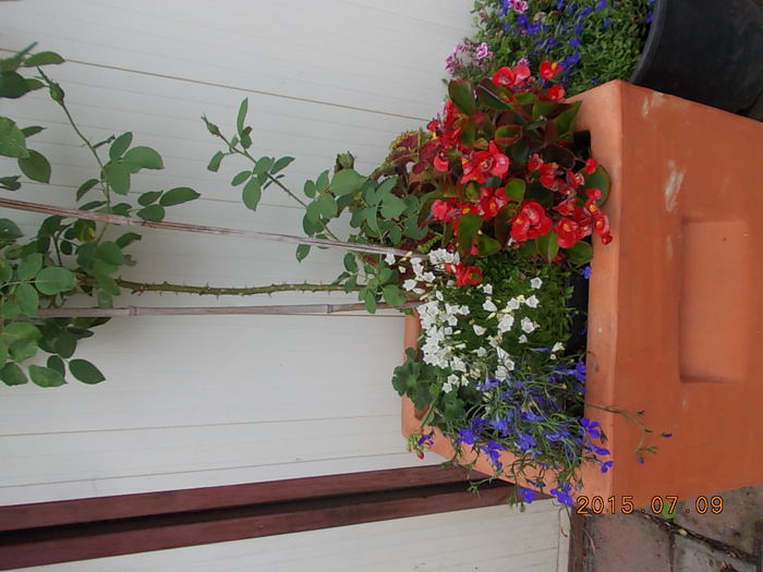 Picture 999 - 2015 in gradina mea