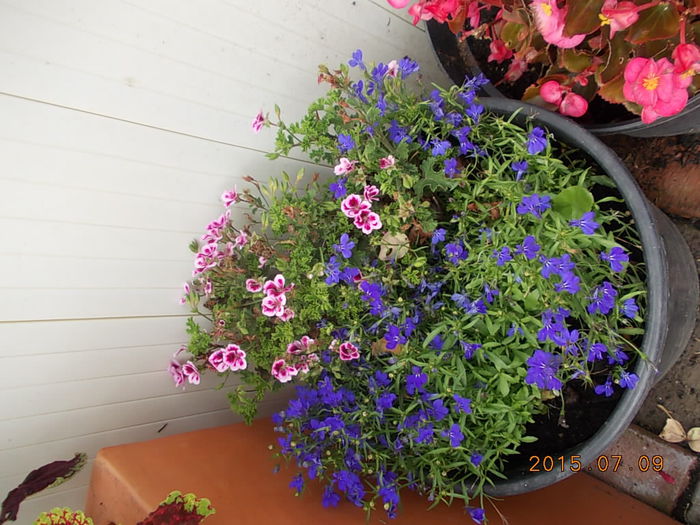 Picture 1000 - 2015 in gradina mea