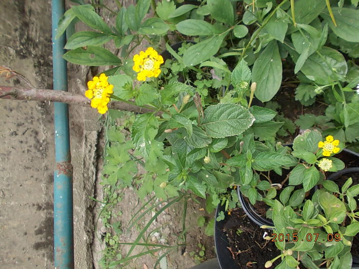 Picture 1002 - 2015 in gradina mea