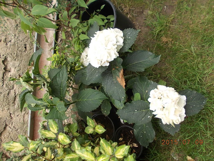 Picture 1006 - 2015 in gradina mea