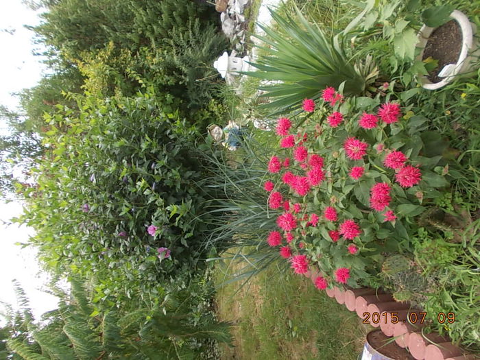 Picture 1010 - 2015 in gradina mea