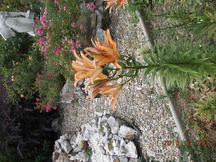 Picture 1011 - 2015 in gradina mea