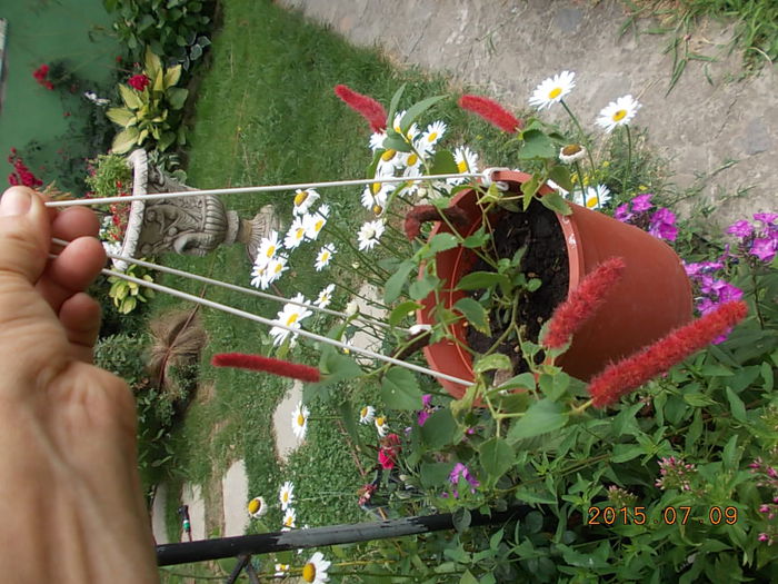 Picture 1012 - 2015 in gradina mea