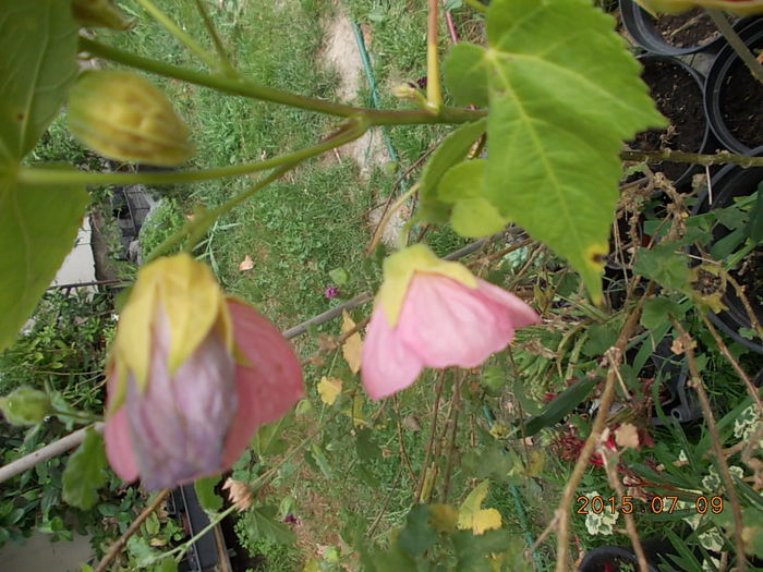 Picture 1013 - 2015 in gradina mea