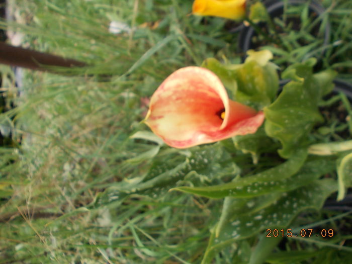 Picture 1016 - 2015 in gradina mea