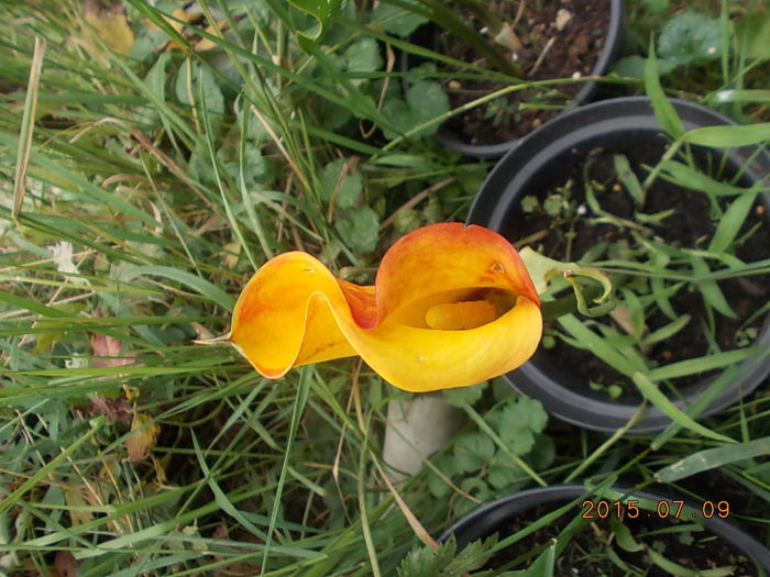 Picture 1017 - 2015 in gradina mea