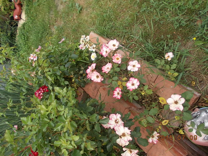 Picture 1019 - 2015 in gradina mea