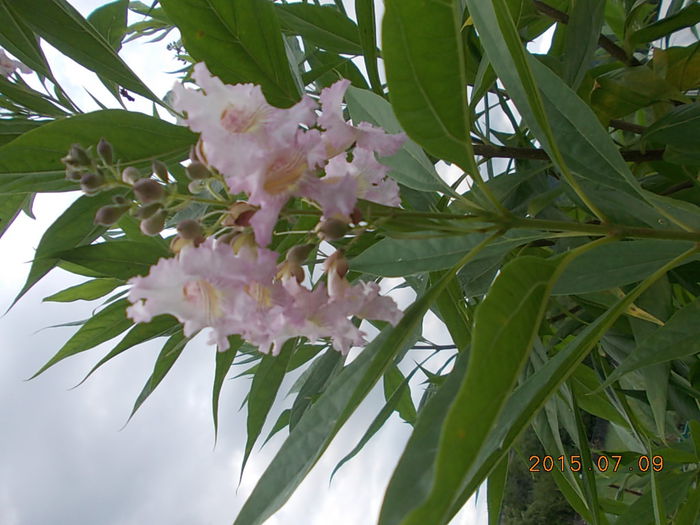 Picture 1058 - 2015 in gradina mea