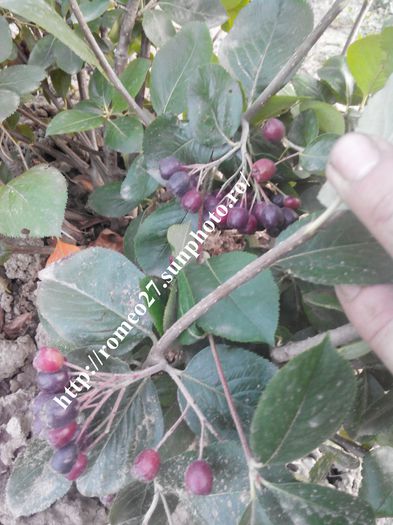 2015714194057 - Aronia Viking