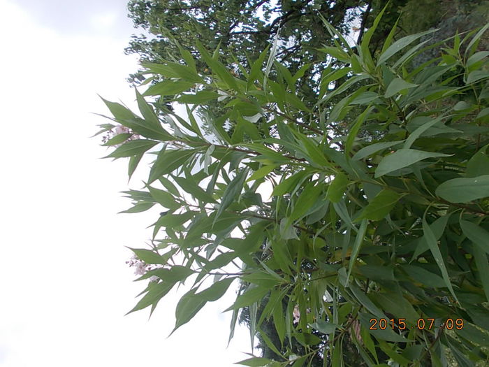 Picture 1059 - 2015 in gradina mea