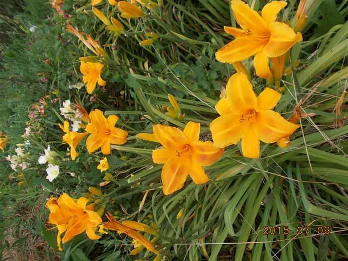 Picture 1065 - 2015 in gradina mea