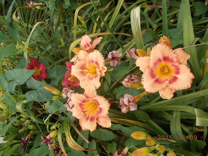 Picture 1067 - 2015 in gradina mea