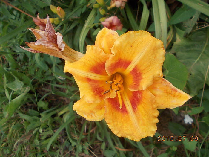 Picture 1069 - 2015 in gradina mea