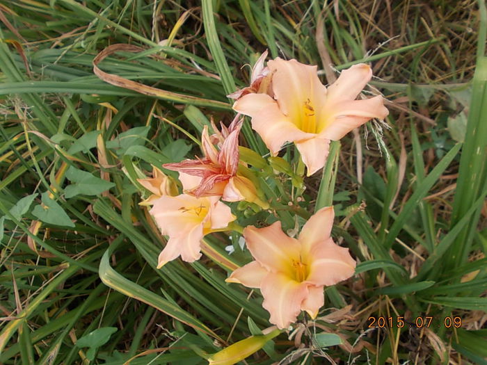 Picture 1071 - 2015 in gradina mea