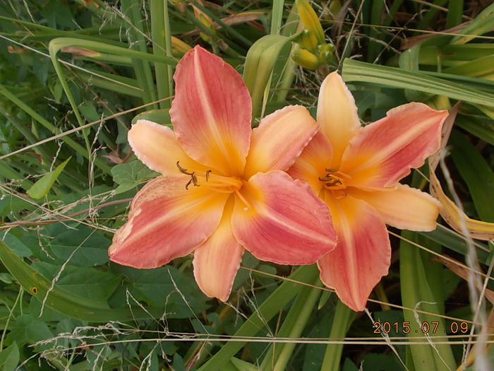 Picture 1072 - 2015 in gradina mea