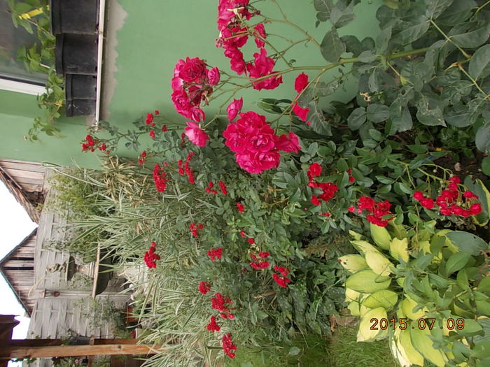 Picture 1076 - 2015 in gradina mea