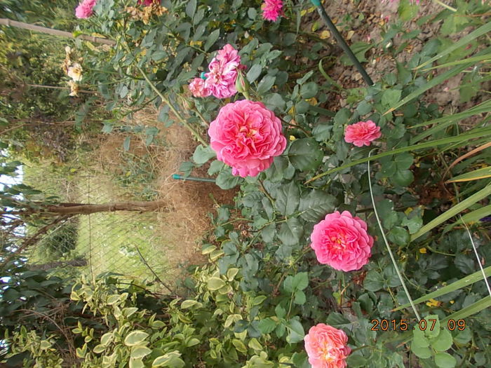 Picture 1077 - 2015 in gradina mea