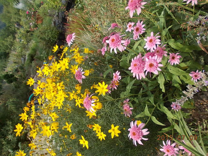 Picture 1080 - 2015 in gradina mea