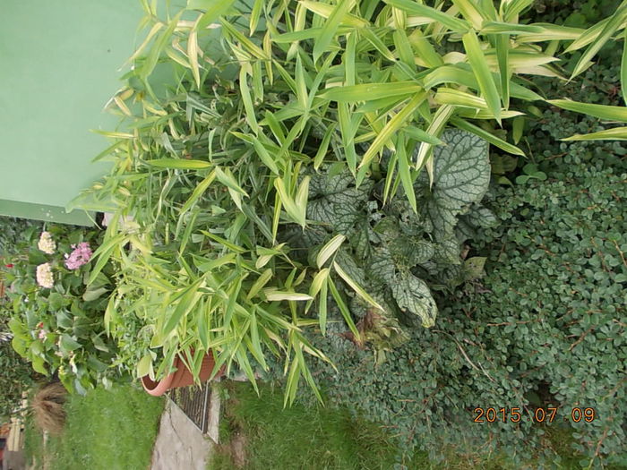 Picture 1084 - 2015 in gradina mea