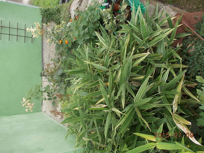 Picture 1085 - 2015 in gradina mea