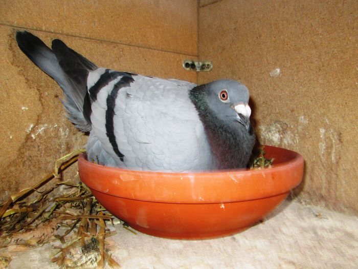 Columbofil Popa Dan - Constanta