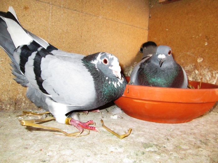Columbofil Popa Dan - Constanta