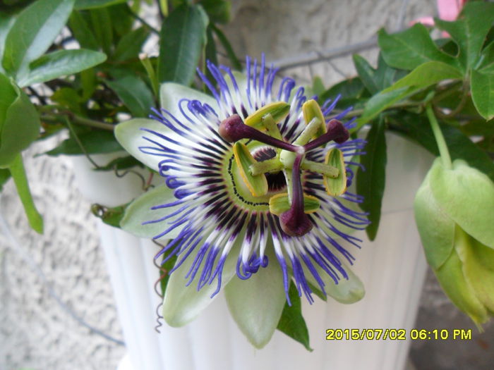 SAM_0501 - Passiflora 2015