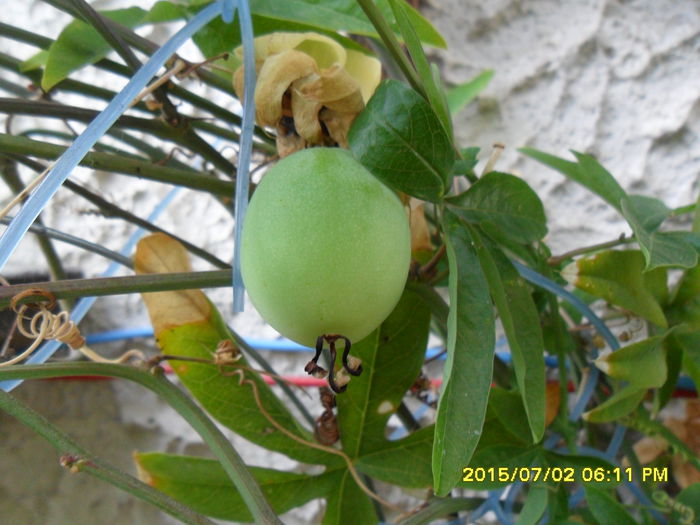 SAM_0502 - Passiflora 2015