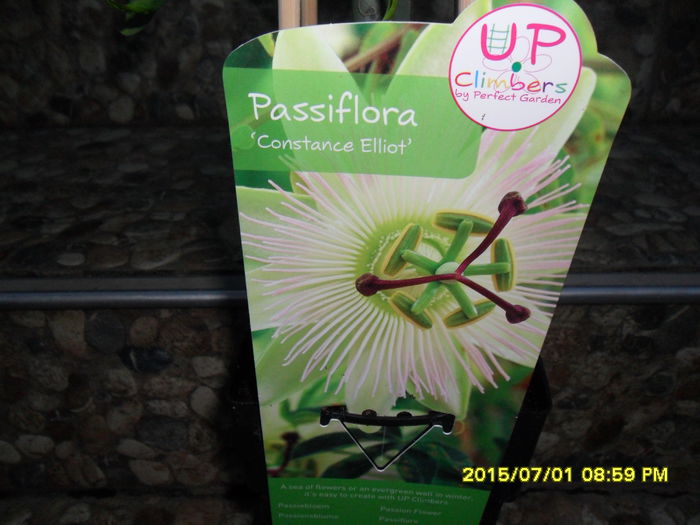 SAM_0482 - Passiflora 2015