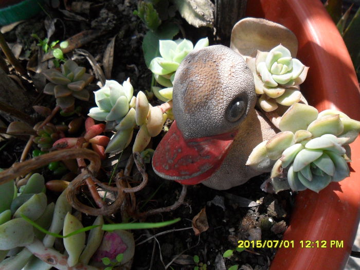 SAM_0474 - Cactusi si suculente 2015