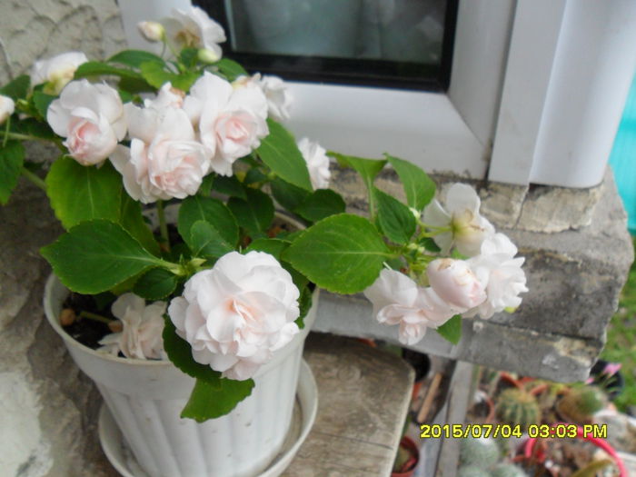 SAM_0530 - Impatiens 2015