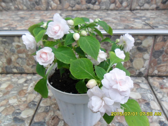 SAM_0447 - Impatiens 2015