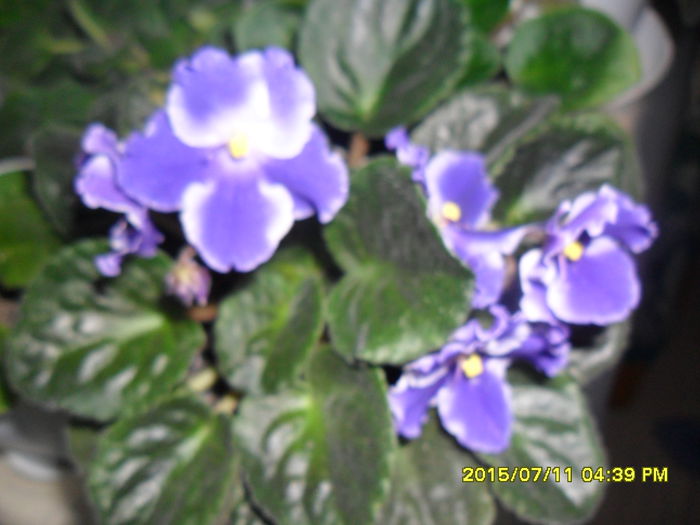 SAM_0626 - violetele mele