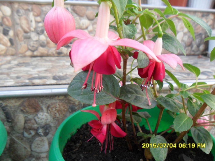 SAM_0537 - Fuchsia 2015