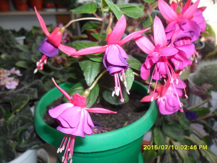 SAM_0620 - Fuchsia 2015