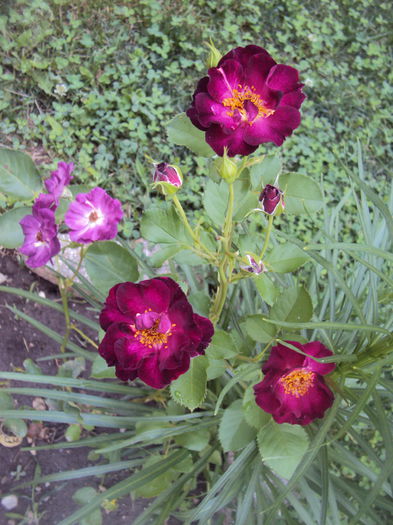 DSC00583