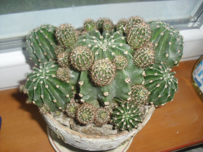 Cactus - Plantele mele