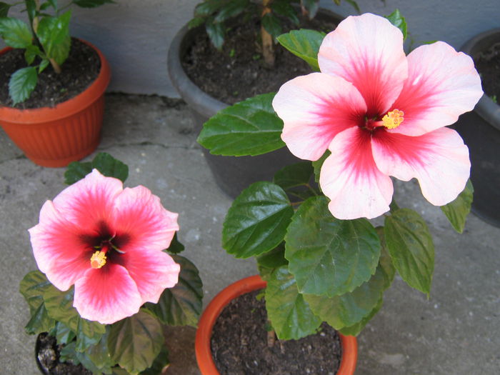 Picture My plants 4302 - Hibi  Pink Dream