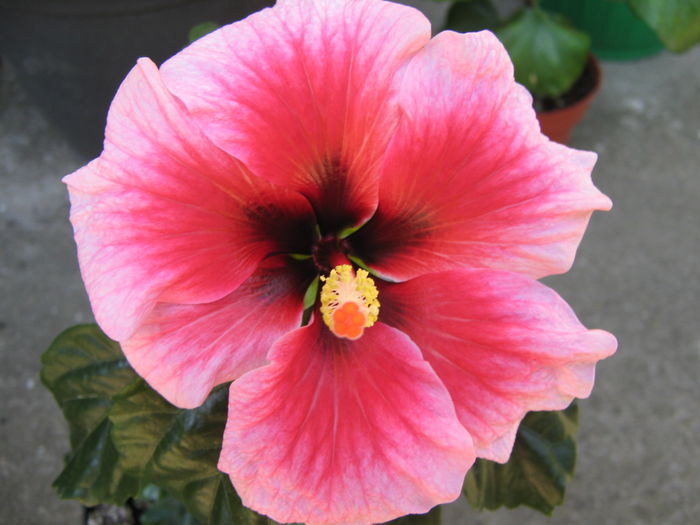 Prima floare - Hibi  Pink Dream