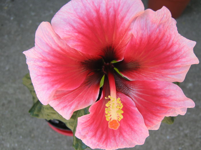 Picture My plants 4308 - Hibi  Pink Dream