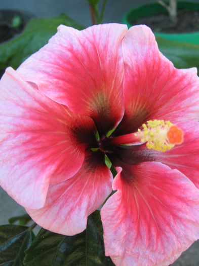 Picture My plants 4307 - Hibi  Pink Dream