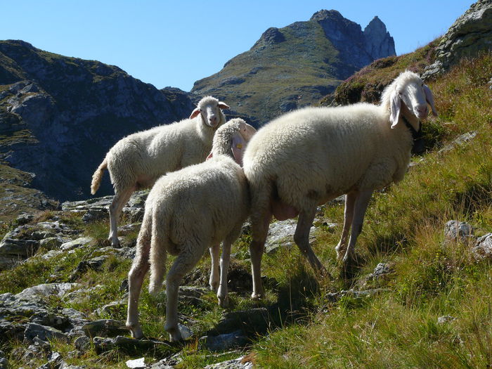 Bergshafe in Alpi-76 - Rase de oi si capre -Poze deosebite-8