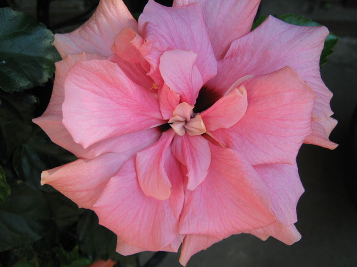 Picture My plants 4311 - Hibiscus Classic Pink