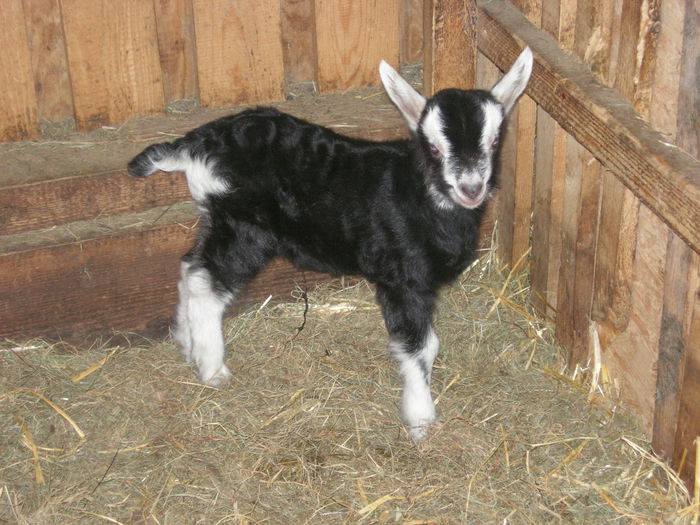 Ied de Alpina britanica-54 - Rase de oi si capre -Poze deosebite-8